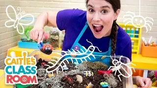 Caitie's Classroom Live - Creepy Crawly Bugs!