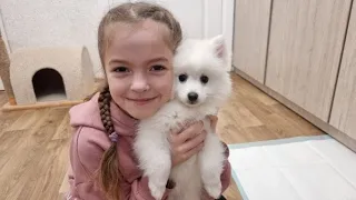 Bought a dog / White puppy Japanese Spitz / Acquaintance