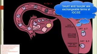 Menstrual Cycle for IGCSE Biology