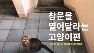 창문을 열어달라는 뱅갈 고양이 '파이'  #EP 02 Cat asks to open the windows