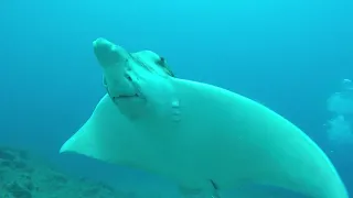 Big Fish diving  (ray)