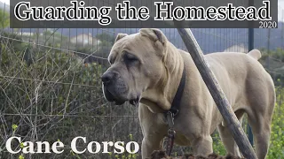 2020 - CANE CORSO Guard Dog patrols the homestead - How to teach your dog to guard and protect.