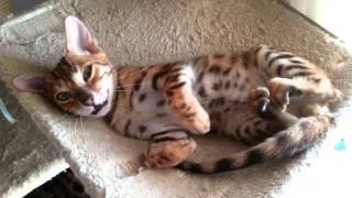 Bengal Kitten Sleep Talking