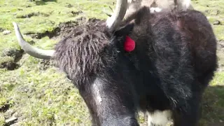 Ghanche khaplu hanjur valley ma yaak ka towla..(Groups ).