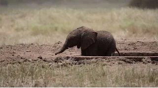 baby elephant rescue