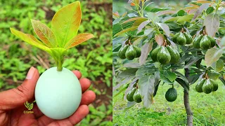 In this way, you can quickly grow thousands of avocado trees
