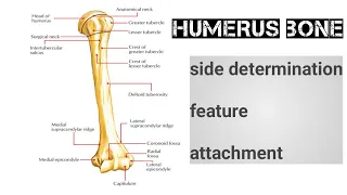 Humerus bone 3d anatomy, humerus bone features, side determination, attachment, upper limb bone