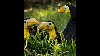 Cosas que quizás no sabías sobre los Tucanes #aves #tucan #huevos #datoscuriosos