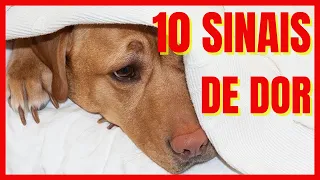 How to Know When a Dog is in Pain? 10 Signs