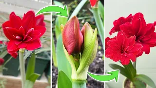 How to Make Amaryllis Rebloom | An Interesting Fact about Amaryllis Flower Bud (Turn on CC)