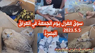 سوق الغزل لبيع وشراء الحيوانات في البصرة 2023/5/5 #سوق_الغزل_في_العراق