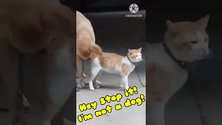 DOG TRY TO MATE CAT