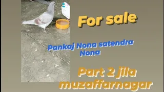 pankaj Nona satendra Nona for sale piyor malwai pigeon 🐦 pankaj contact no +916395582947