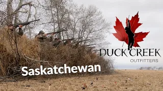 Duck Creek Outfitters - Saskatchewan - Snow Goose