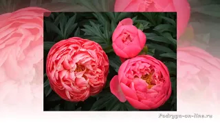 Самая красивая музыка для Души и пионы  Саксофон Трубач Peony flowers  Podryga o ru