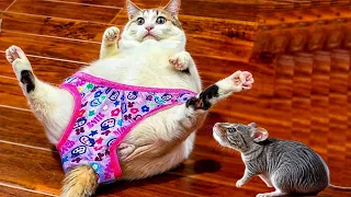 🐶 Funniest 2024😻 Cats and 🥒 Cucumbers - Awesome Funny Pet Videos 😍#9