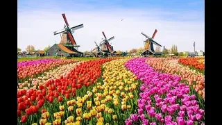 Flower fields in Holland near the Keukenhof