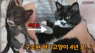 엄마없이 구조된 아기고양이 4년 후..(잠들기전 힐링하세요♡)