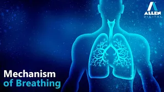 Mechanism of Breathing | Breathing and Exchange of Gases | Biology | Allen Digital