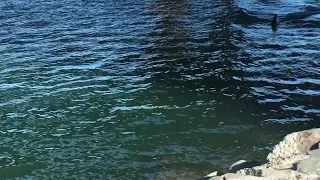 Killer whale close encounter from land.