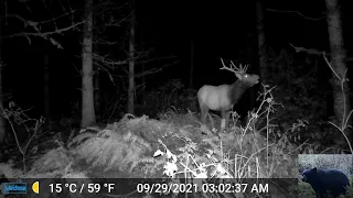 Bull Elk at Night in Front of Our Trail Camera