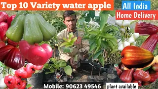 Top 10 Water Apple variety/जामरुल की शीर्ष 10 किस्म/All India Delivery/Coll 90623 49546