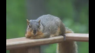 Cleaning a squirrel - Gutless Method