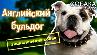 Английский бульдог. Энциклопедия пород собак.