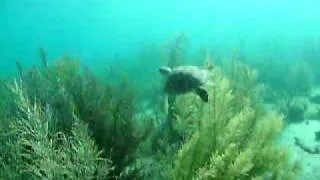 Sea Turtle ( Bonaire, Karpata dive site)