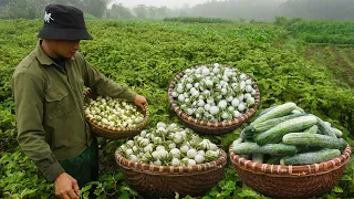 Making the kitchen floor, harvesting eggplant and cucumber, bringing it to the market to sell EP 46