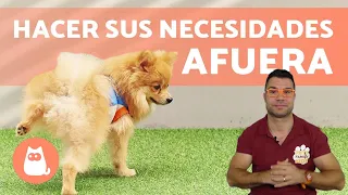 ¿Cómo enseñar a un CACHORRO a hacer sus NECESIDADES en la CALLE?