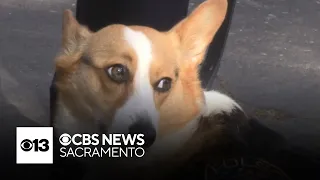 Folsom Police Department adds corgi to its staff. Here's what she brings to the department