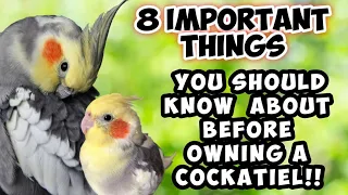 COCKATIELS || 8 things you must know before getting a Cockatiel #cockatiel #parrot #tips