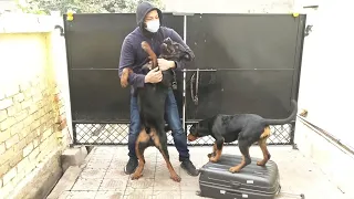 Rottweiler dogs meet owner after a long time| Dog welcoming owner