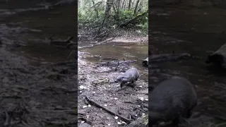 Saarmas (Lutra lutra; Eurasian otter)