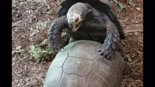 Tortoises Mating (HILARIOUS and NSFW)