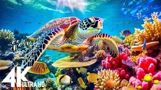 The Ocean 4K - Sea Animals for Relaxation, Beautiful Coral Reef Fish in Aquarium - 4K Video Ultra HD