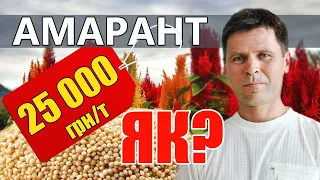 Як вирощувати амарант? Скільки можна заробити? | Олександр Дуда | Куркуль