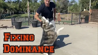 Watch me battle a dominant Alaska Malamute