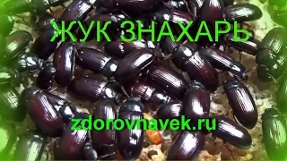 ЖУК ЗНАХАРЬ  - УХОД