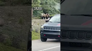 So amazing seeing these grizzly bears safely from our car in Jasper National Park in Canada!