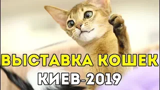 ВЫСТАВКА КОШЕК И КОТОВ В КИЕВЕ 2019 😸