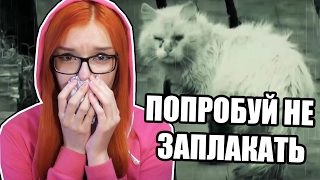 ПОПРОБУЙ НЕ ЗАПЛАКАТЬ ЧЕЛЛЕНДЖ | УРОДЛИВЫЙ КОТ | TRY NOT TO CRY CHALLENGE