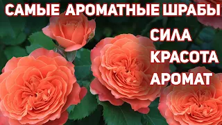 5 РОЗ - Самые ароматные шрабы. Красота цветов усиливается чудесным, сильным ароматом!