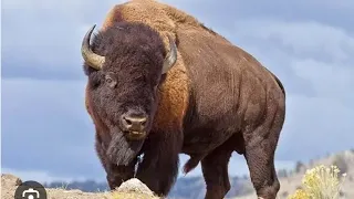 Bison(Zimbrul)