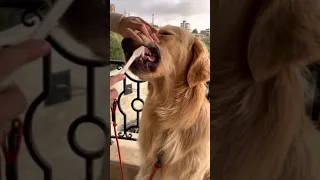 Brushing the teeth of my golden retriever dog