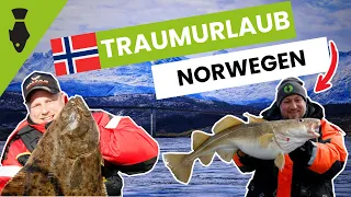 Angeln in Norwegen im April Mai | Traum Angelurlaub auf Heilbutt, Dorsch, Köhler & Leng Saltstraumen