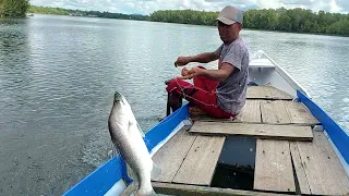 REZEKI SIPEMANCING LAGI MELIMPAH...!! BANYAK SAMBARAN IKAN MUARA YANG TERTANGKAP PANCING KULUP