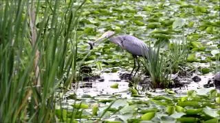 heron vs eagle (high quality)