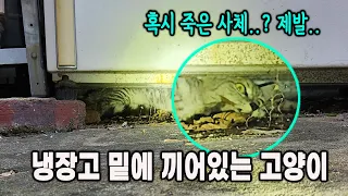 이틀동안 냉장고 밑에 끼어있는 고양이.. (고양이탐정)